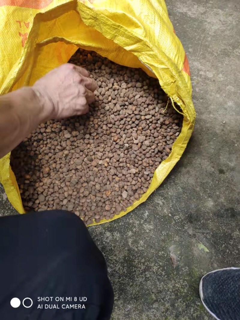 【保质保量】元胡浙江元胡无硫色泽自然保证质量产地直发