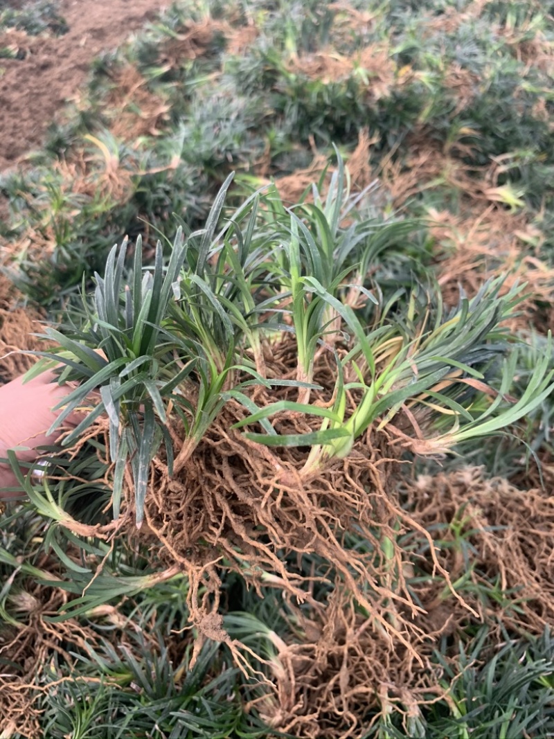 玉龙草