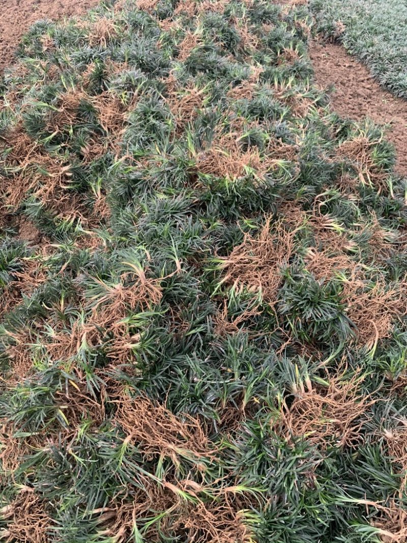 玉龙草