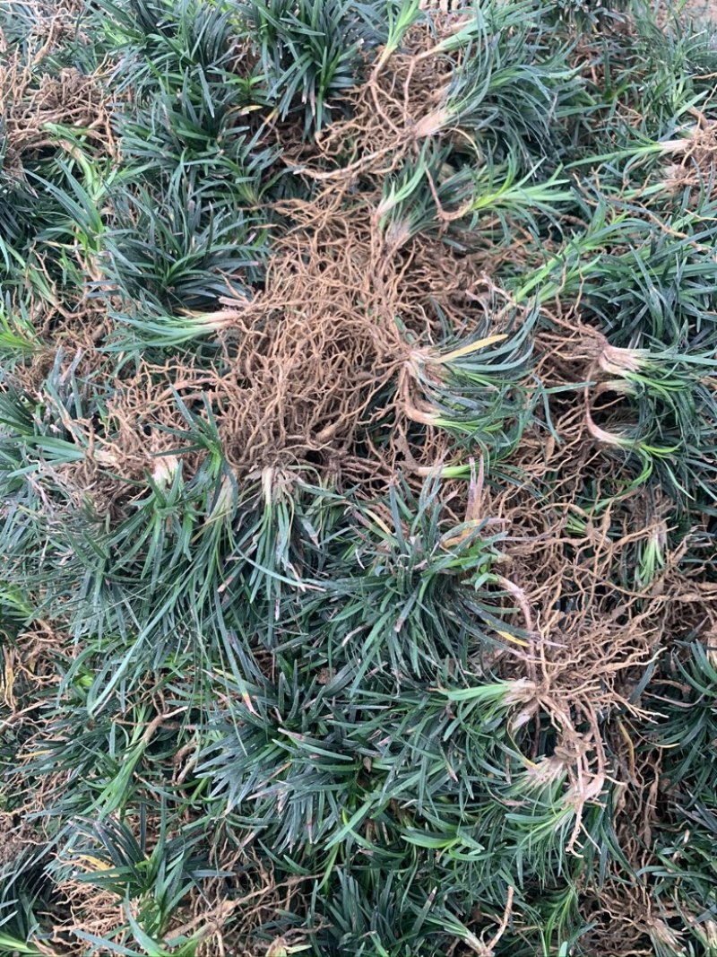 玉龙草