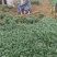 玉龙草