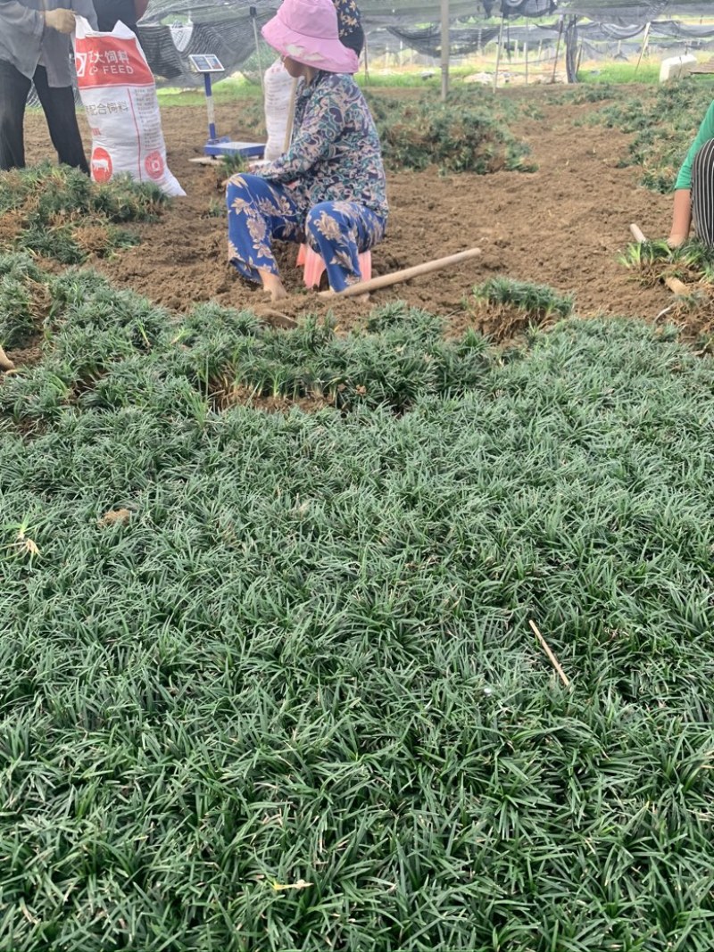 玉龙草