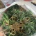 玉龙草