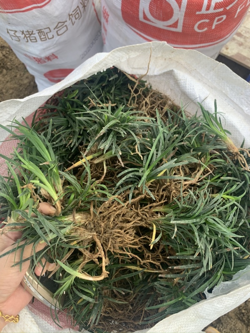 玉龙草