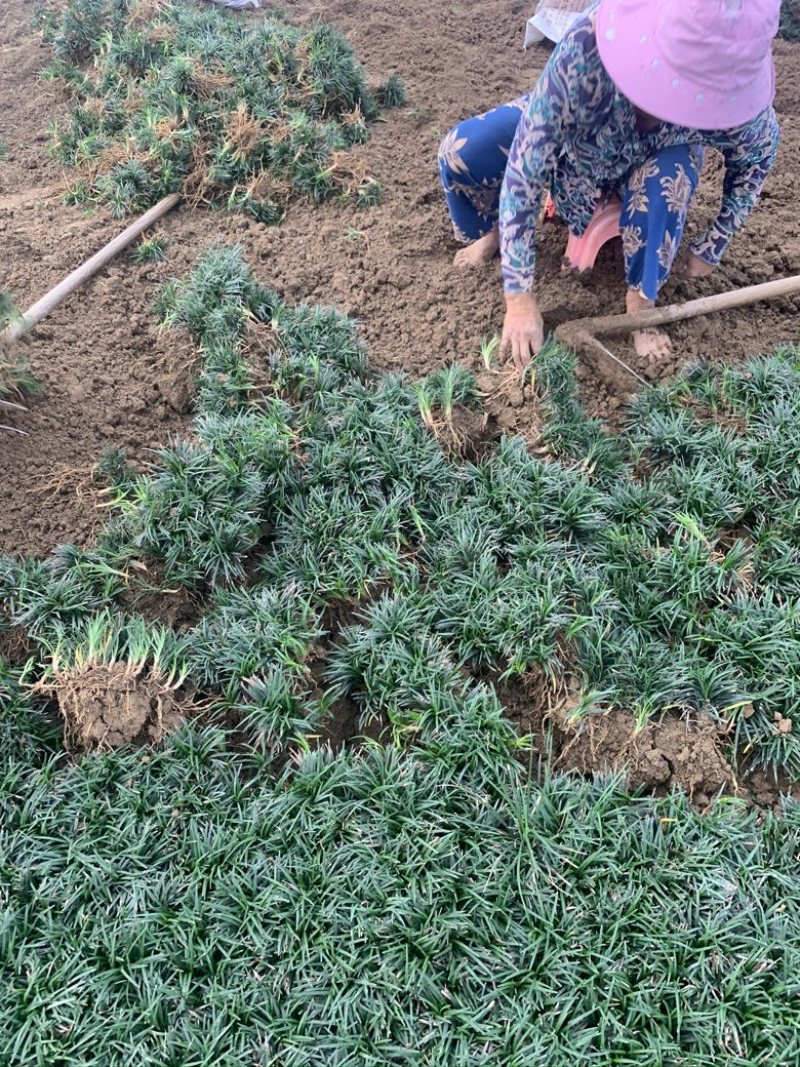 玉龙草
