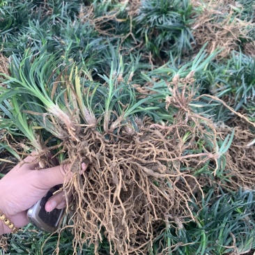 玉龙草