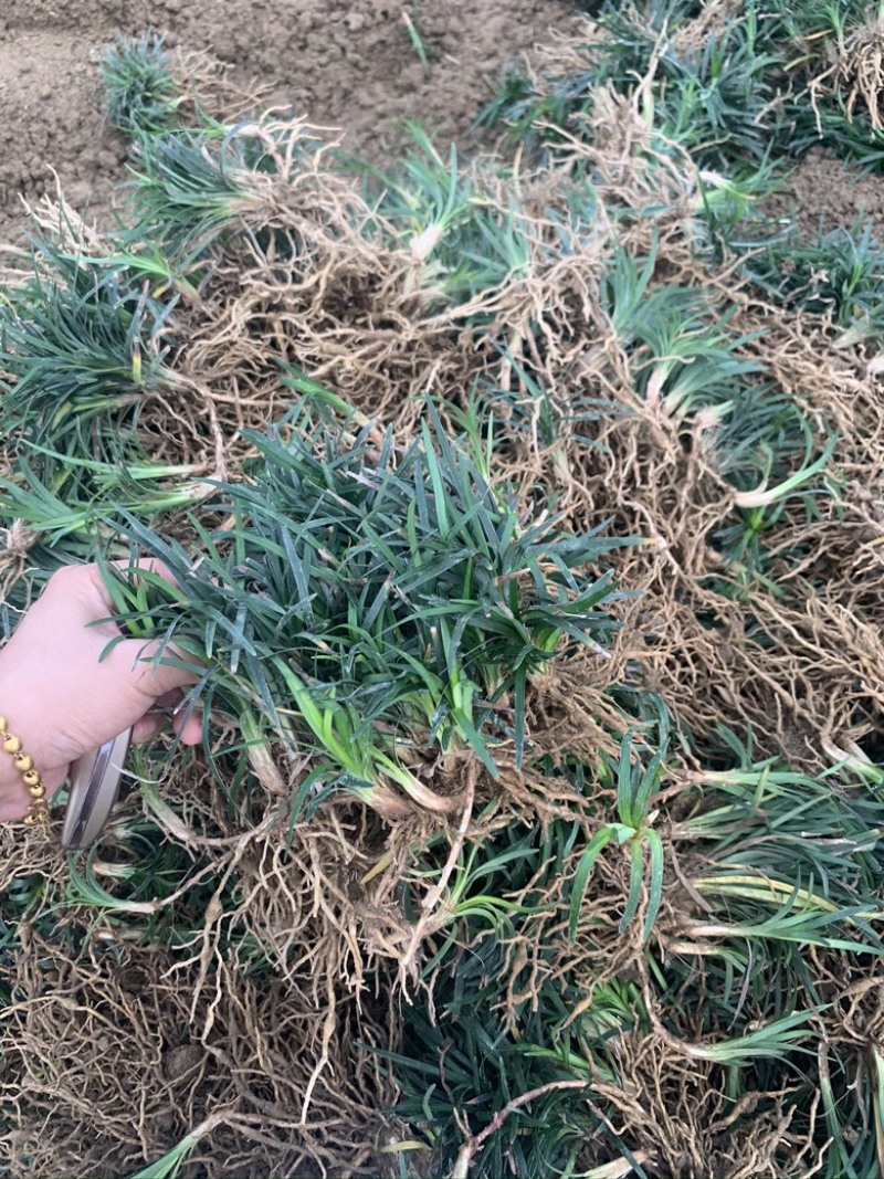 玉龙草