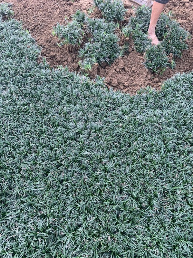 玉龙草