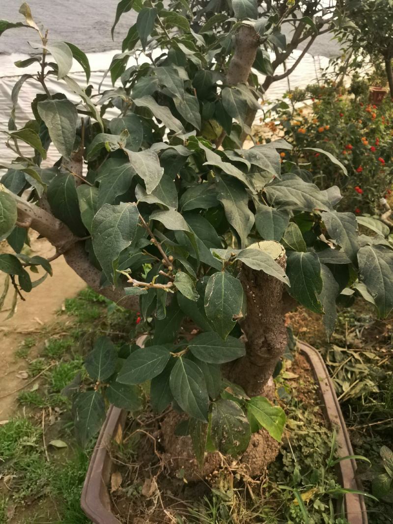腊梅盆景盆栽地栽带花苞发货南北方种植