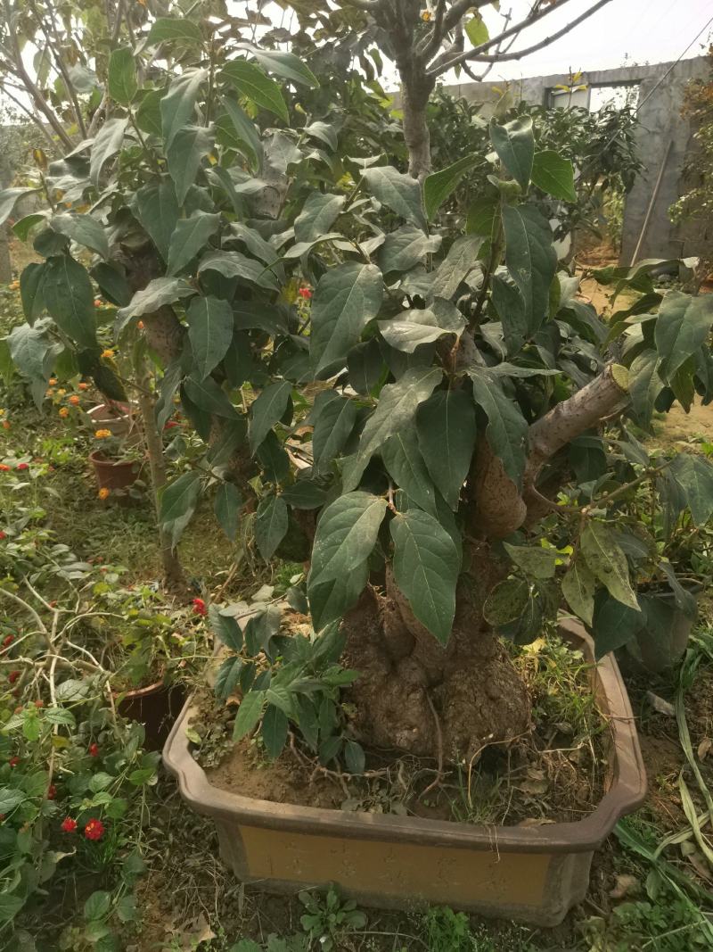 腊梅盆景盆栽地栽带花苞发货南北方种植