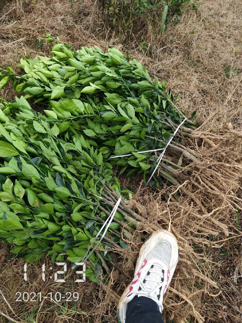 纽荷尔脐橙苗，纽荷尔，橙子苗，支持线上保障交易