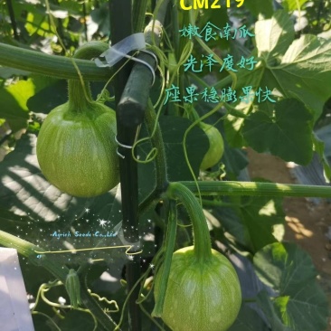 CM219吊蔓嫩食南瓜种子座果稳膨瓜快光泽度高