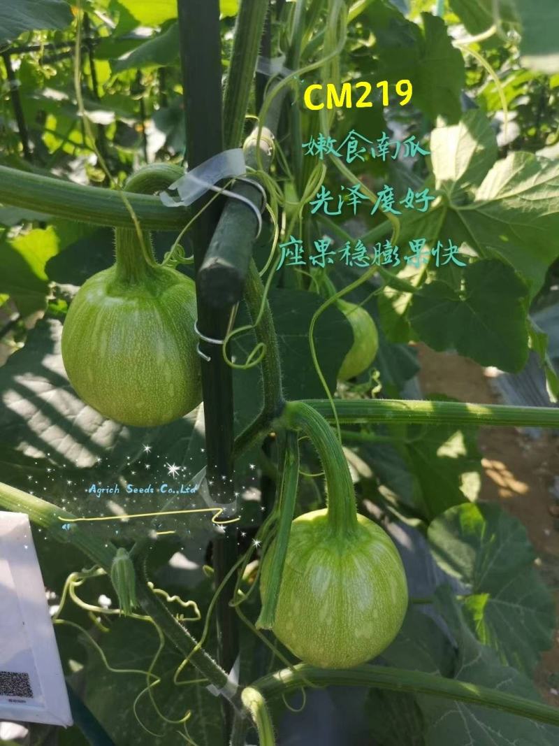 CM219吊蔓嫩食南瓜种子座果稳膨瓜快光泽度高