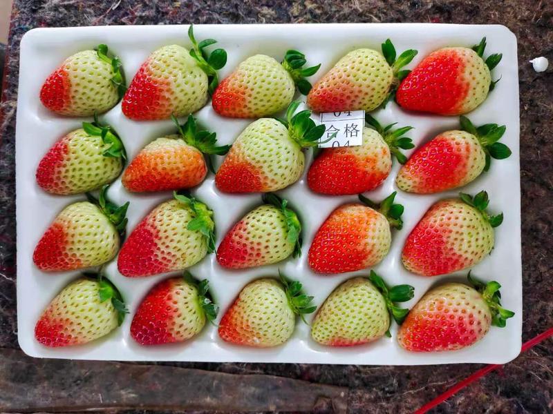 双流草莓夏季草莓蒙特瑞烘培用蛋糕用糖葫芦用