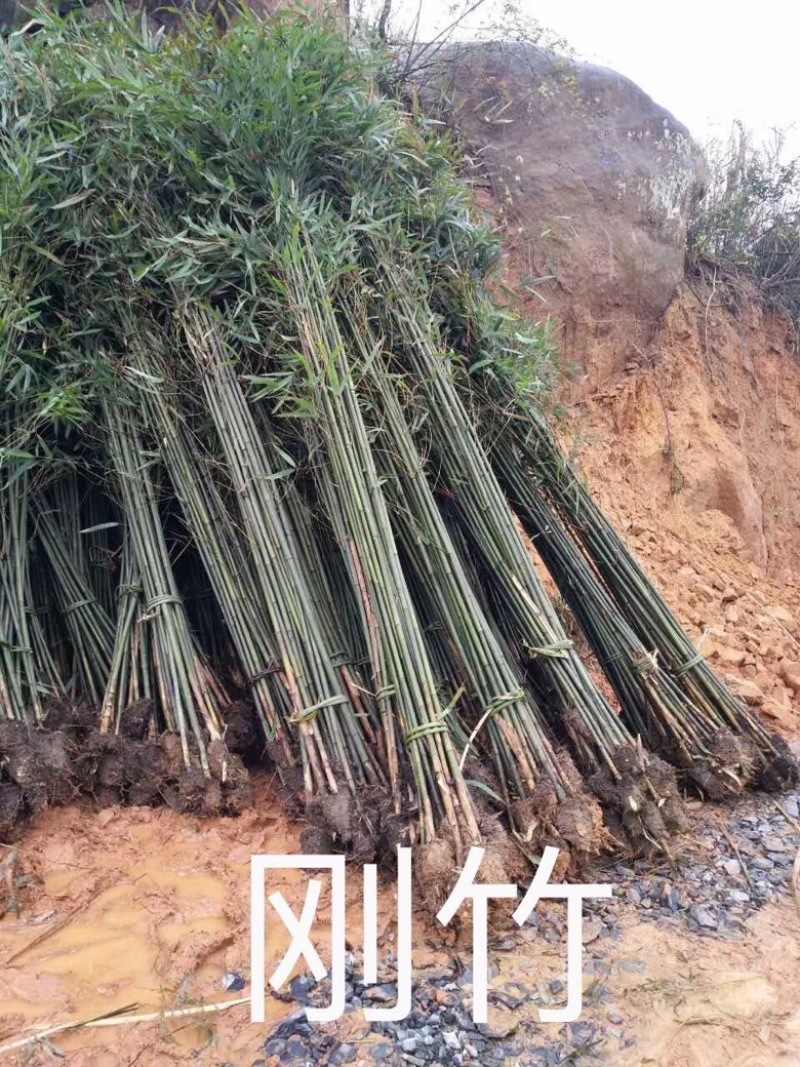 青皮竹