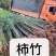 青皮竹