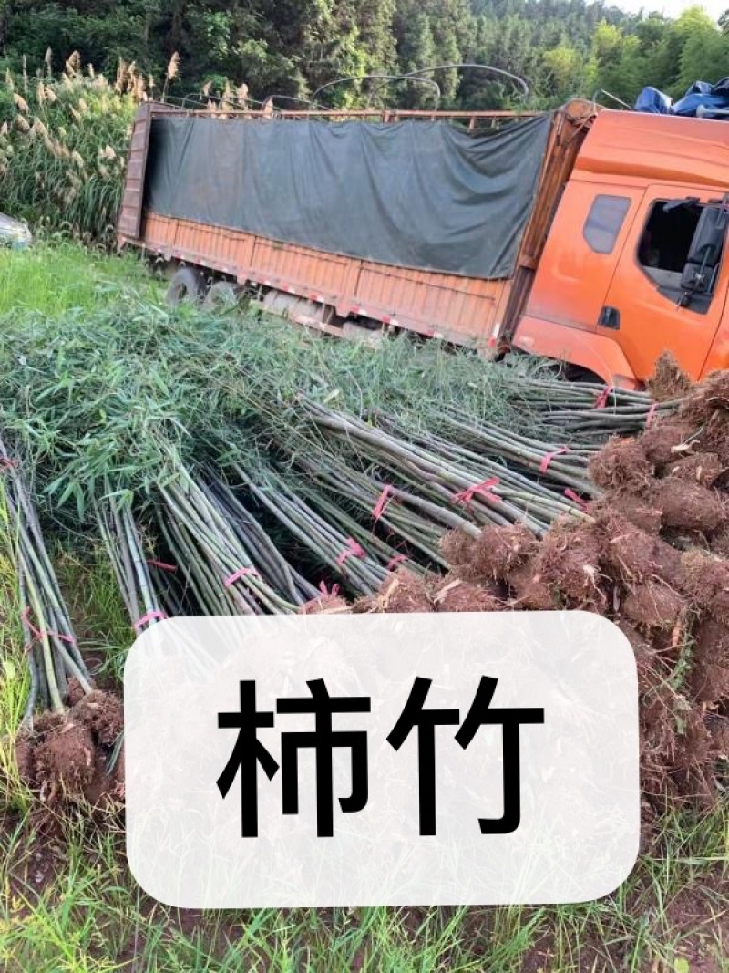 青皮竹