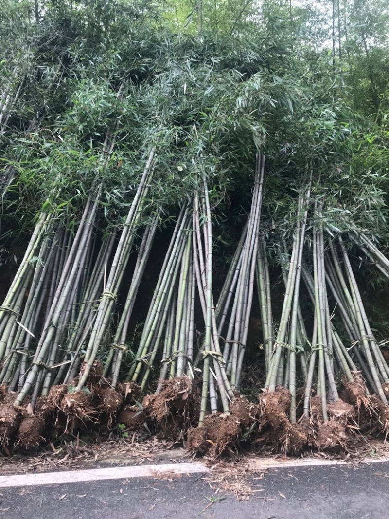 青皮竹