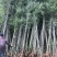青皮竹