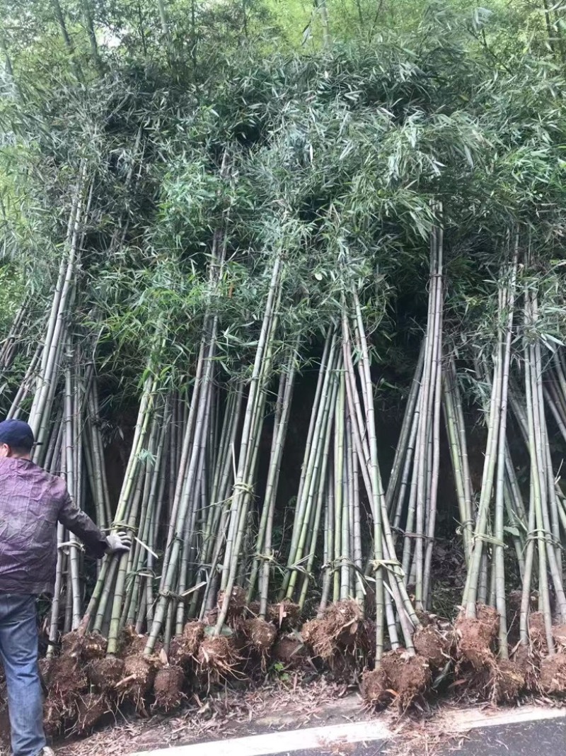 青皮竹