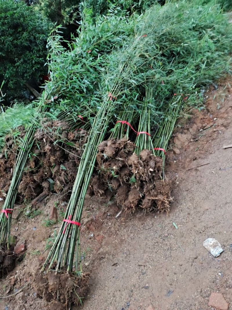 青皮竹