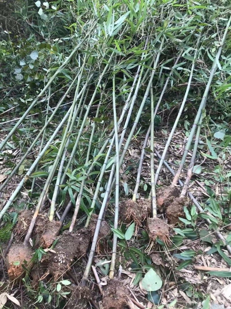 青皮竹