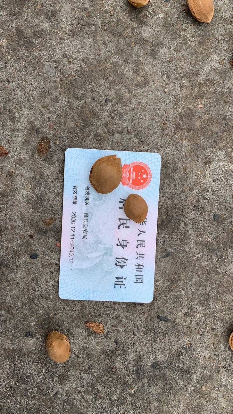 杏核，山杏胡，山杏种子，山杏核，每斤450粒