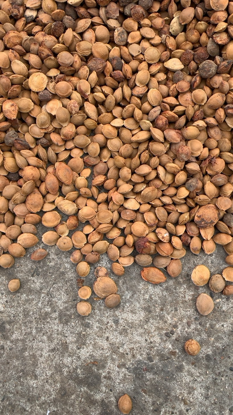 杏核，山杏胡，山杏种子，山杏核，每斤450粒