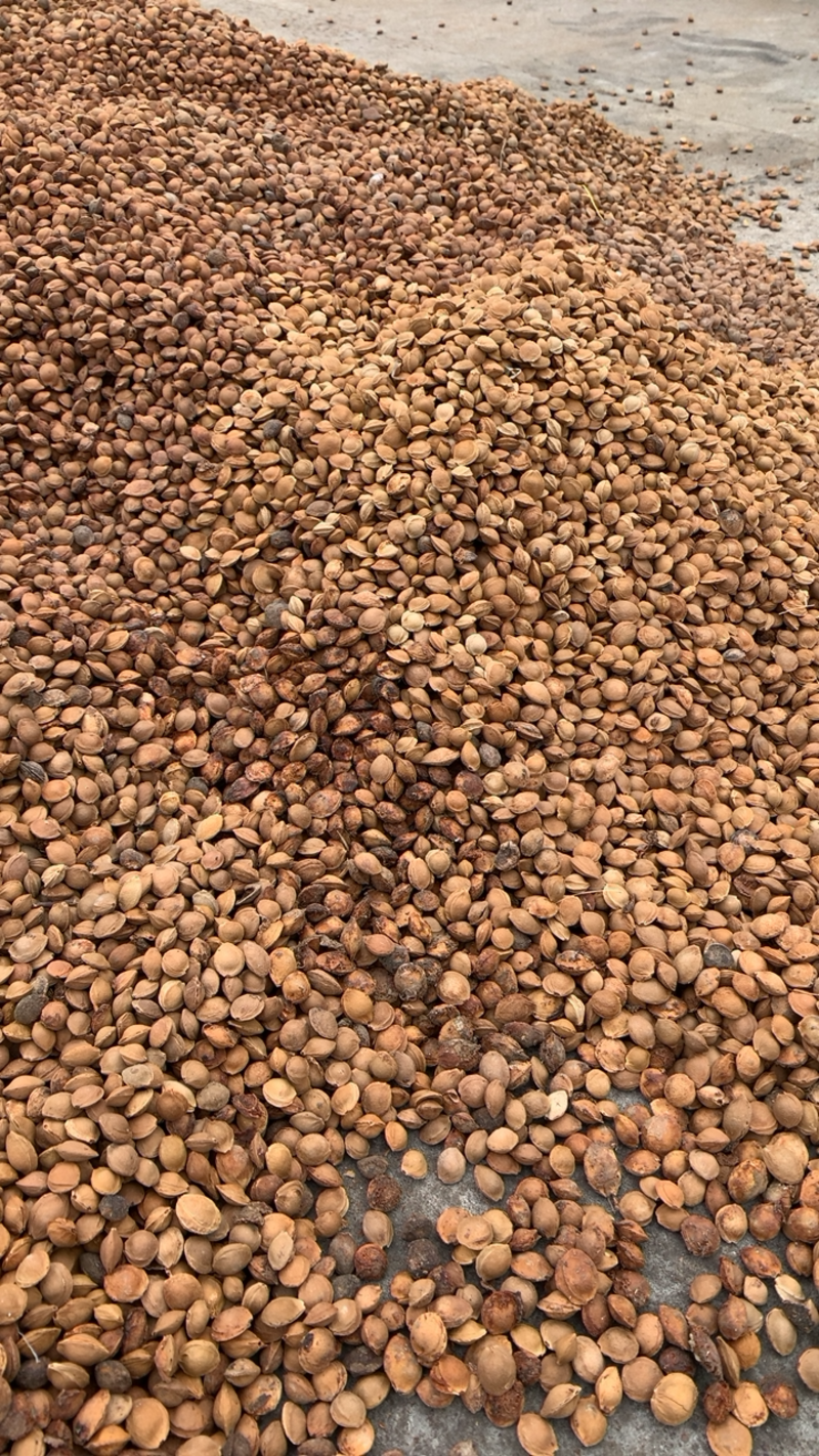 杏核，山杏胡，山杏种子，山杏核，每斤450粒