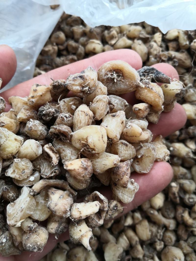 山慈菇，纯野生的，都是精心挑选含量高质量好。