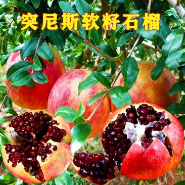 石榴树苗突尼斯软籽石榴苗蒙阳红新品种石榴个大皮薄味甜