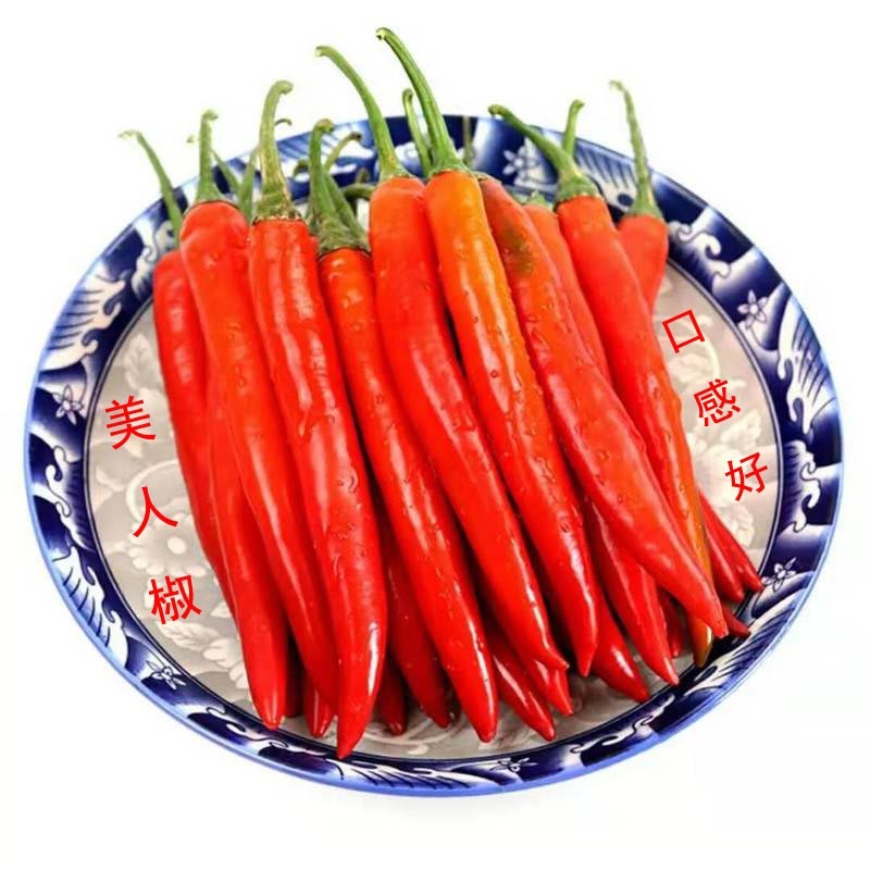 同乐美人椒尖椒高产辣椒种子一袋一千粒正品包邮