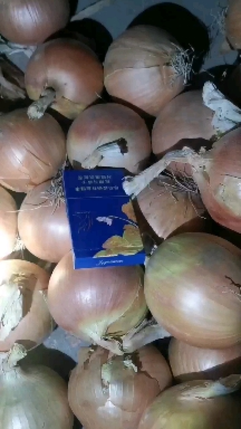 （特别推荐）！黄皮，紫皮，红皮洋葱常年供应提供分拣包装！
