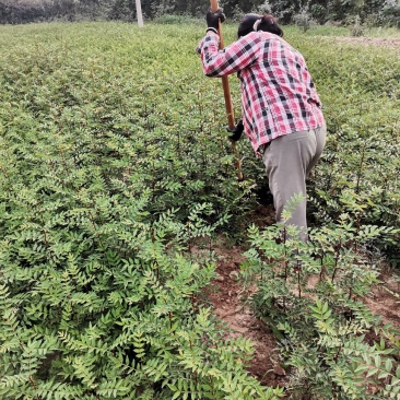 黄盖早熟花椒苗，狮子头花椒苗