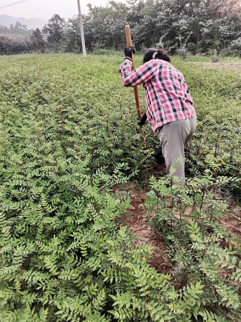 黄盖早熟花椒苗，狮子头花椒苗