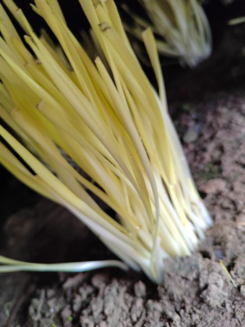小薛韭黄种植基地全国供应商
