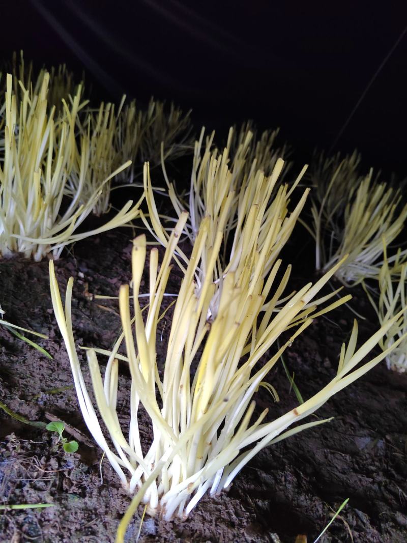 小薛韭黄种植基地全国供应商
