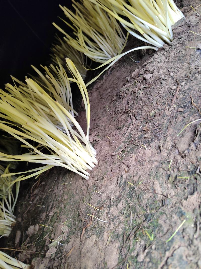 小薛韭黄种植基地全国供应商