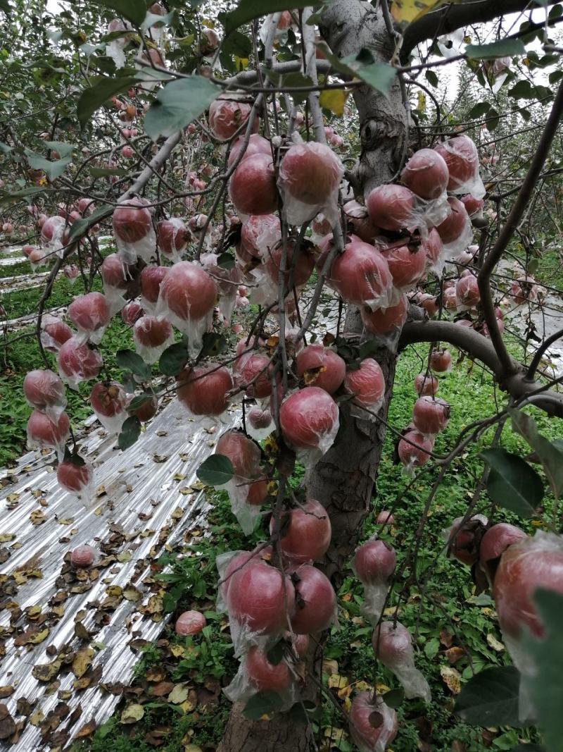 陕西高原膜袋红富士次果