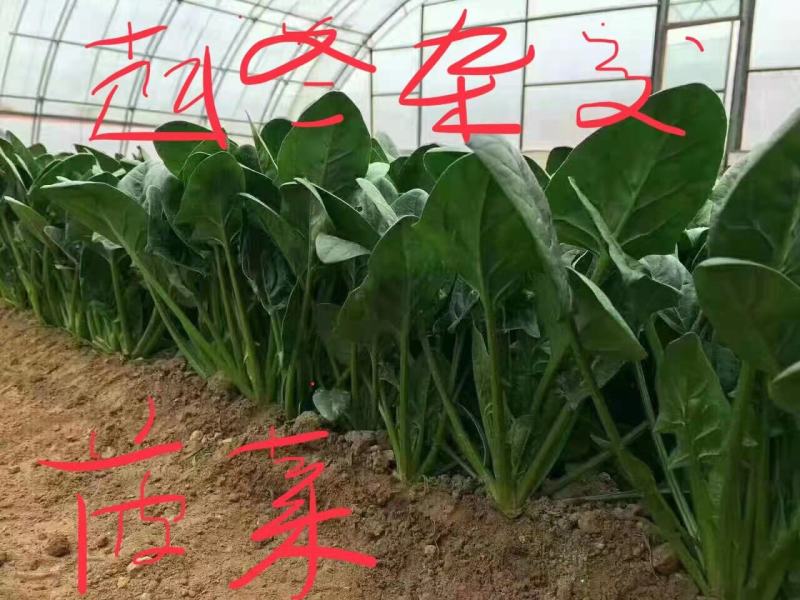 迈巴赫越冬杂交一代菠菜种子，叶色浓绿，生长速度快，
