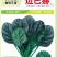 迈巴赫越冬杂交一代菠菜种子，叶色浓绿，生长速度快，