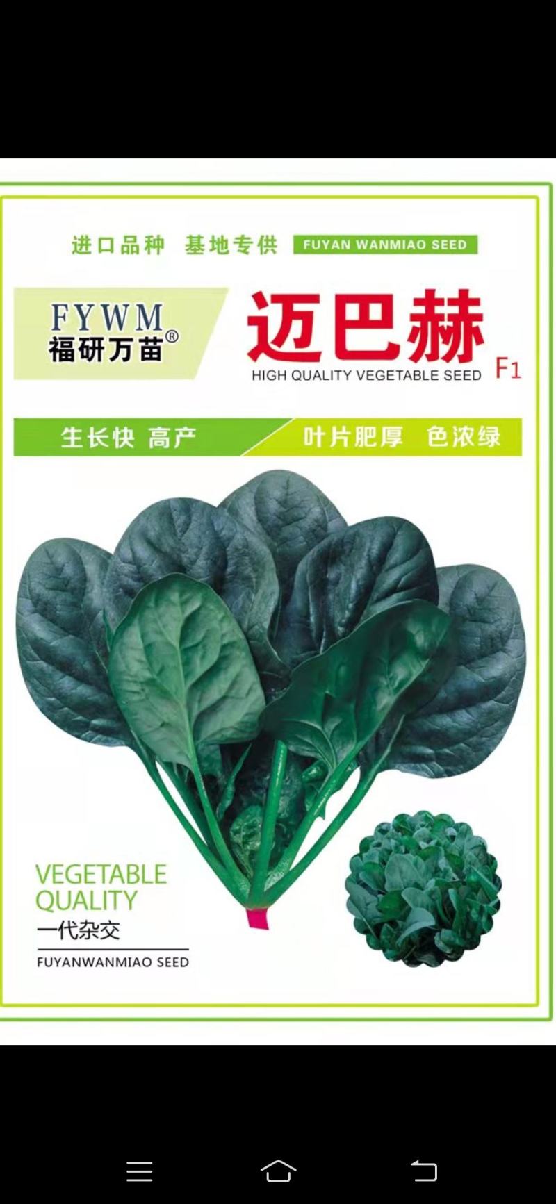 迈巴赫越冬杂交一代菠菜种子，叶色浓绿，生长速度快，
