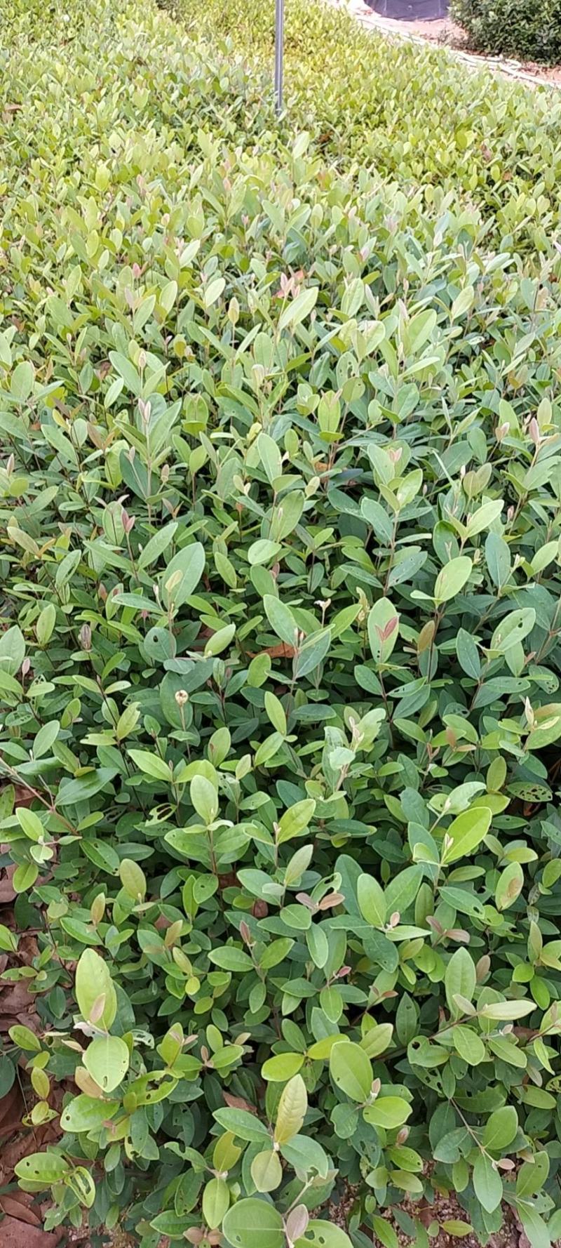 桃金娘种植苗……成熟可以吃也可以泡酒