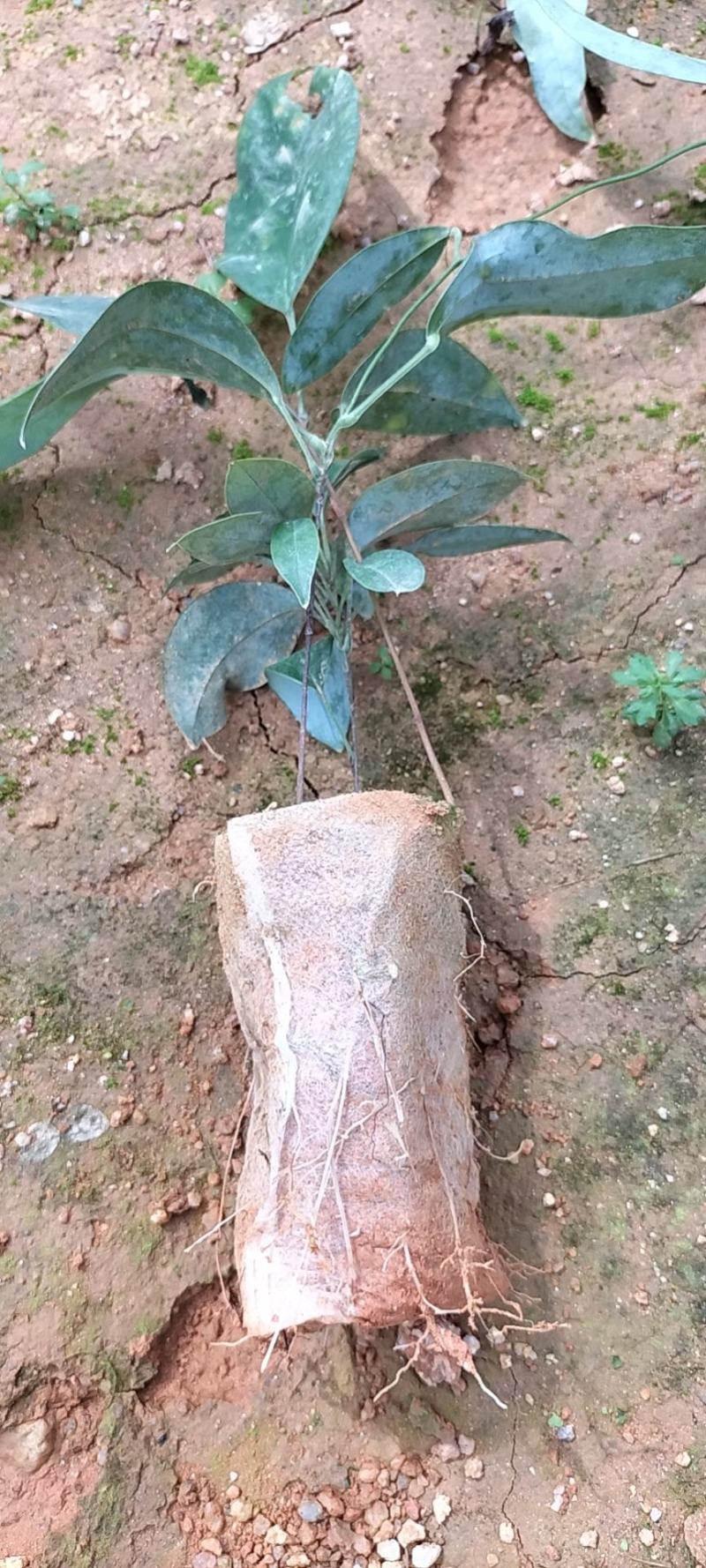 土茯苓杯苗