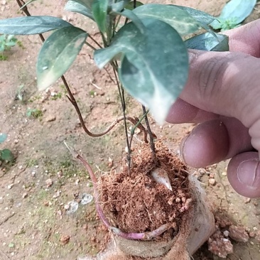 土茯苓杯苗