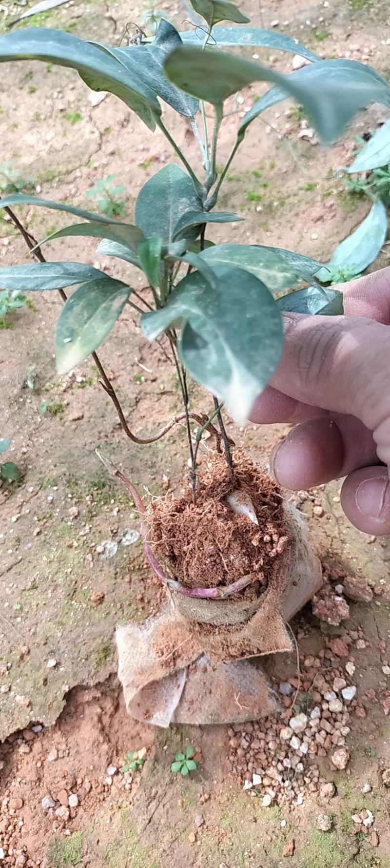 土茯苓杯苗