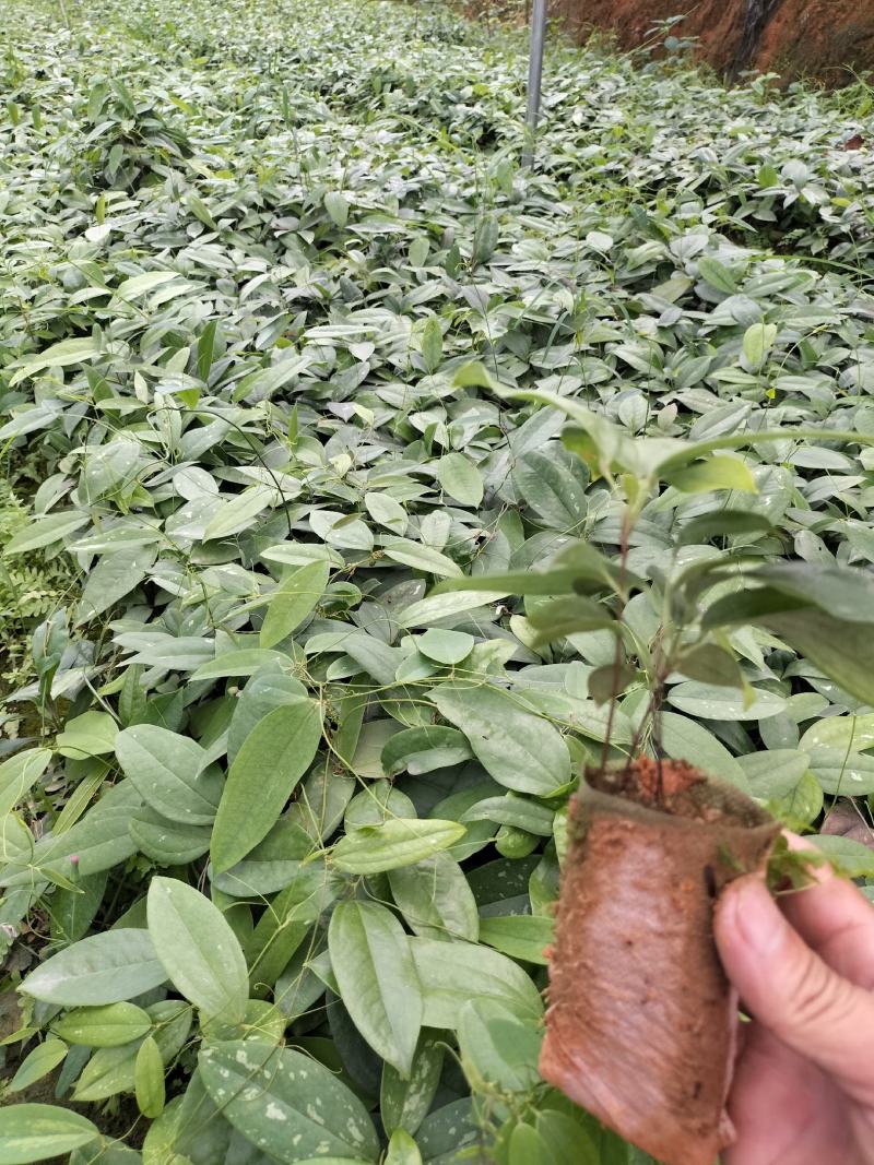 土茯苓杯苗