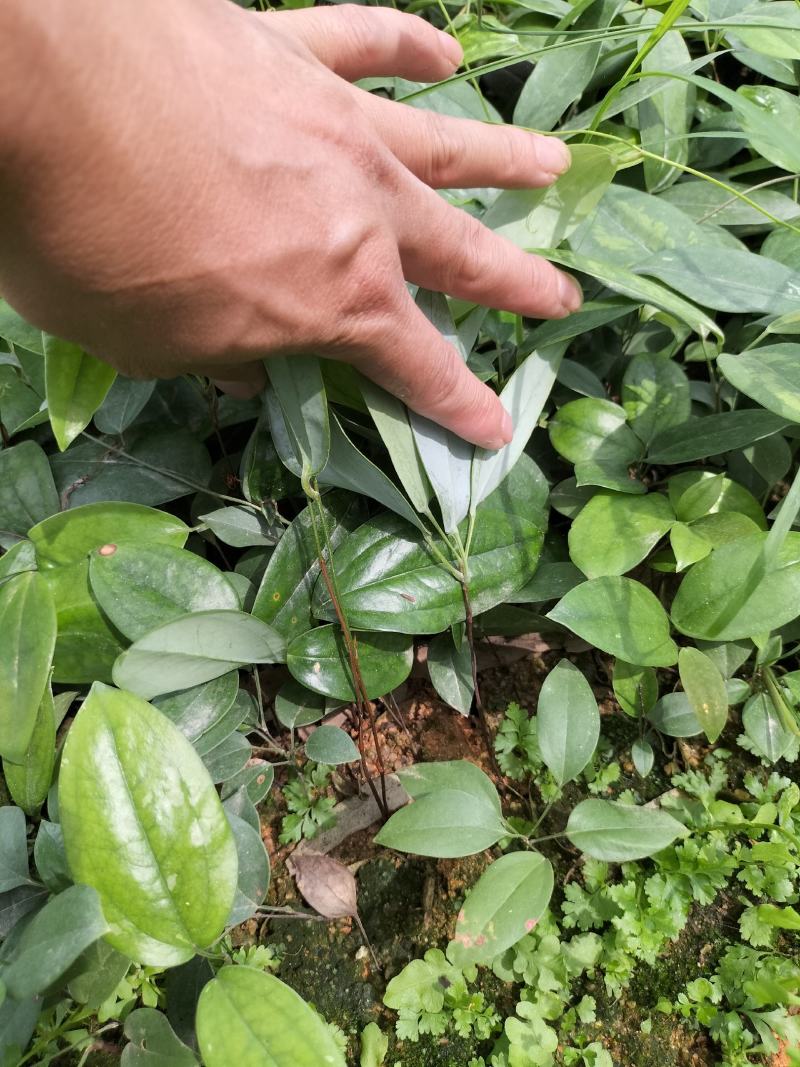 土茯苓杯苗