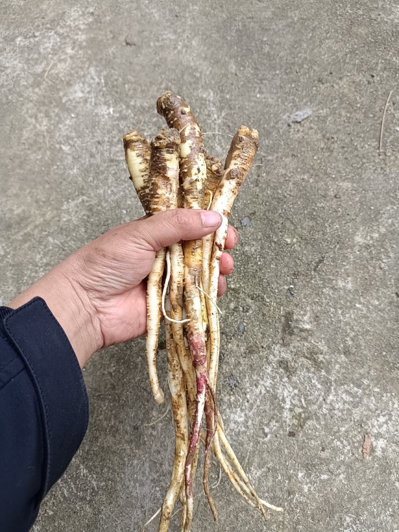 【质量保证】秦岭山中的桔梗含量高条子直，货源充足来电优惠