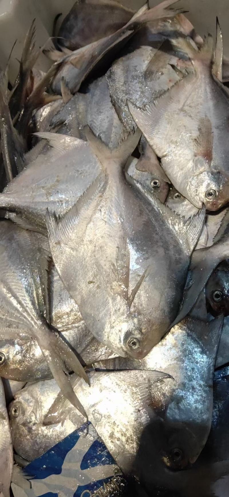 海鲳鱼银鲳鱼海鲜海产品批发零售都有价格公道